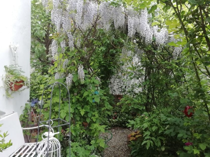  - Grădina 2020 continuare 1