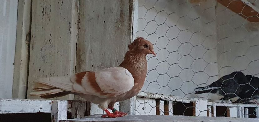  - Zburator dungat de Arad