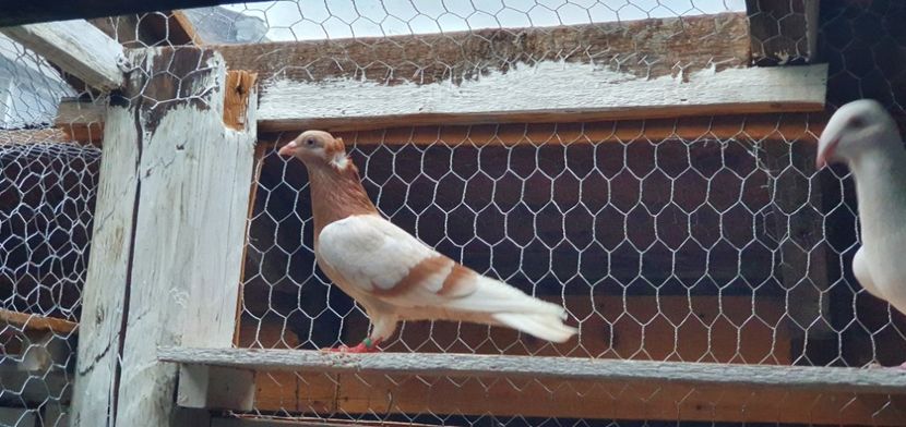  - Zburator dungat de Arad