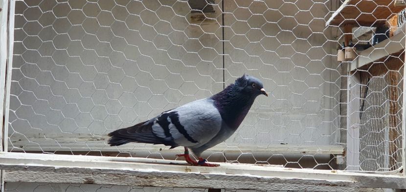  - Zburator dungat de Arad