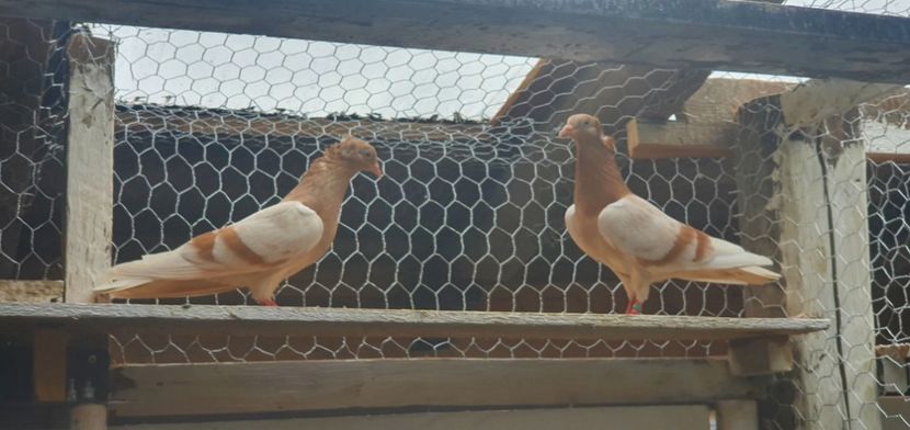  - Zburator dungat de Arad