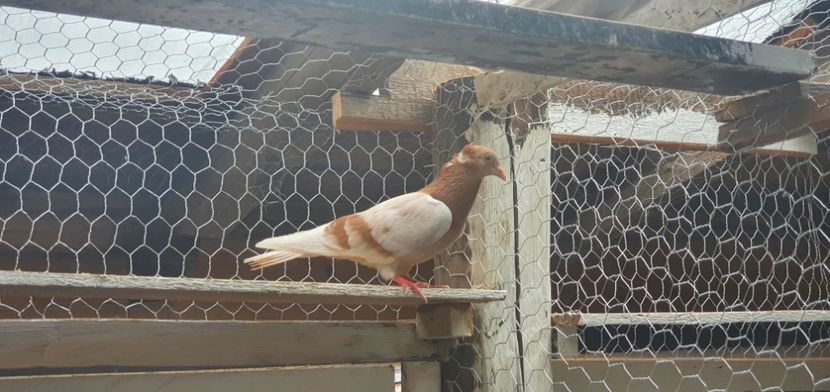  - Zburator dungat de Arad