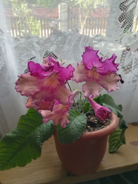 Harlequin Dawn - A-Flori 2020