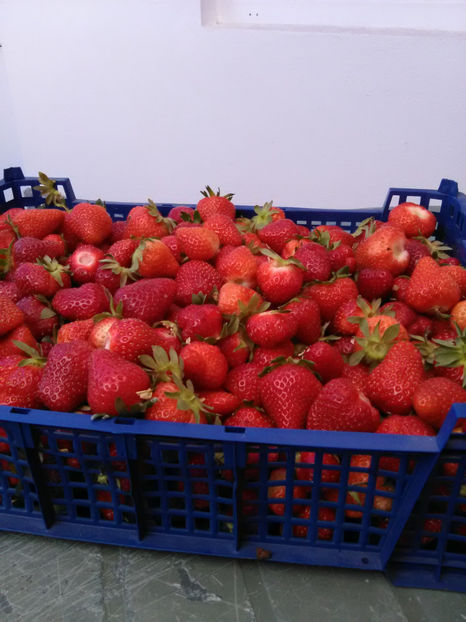  - K-Capsuni 3 mai 2020