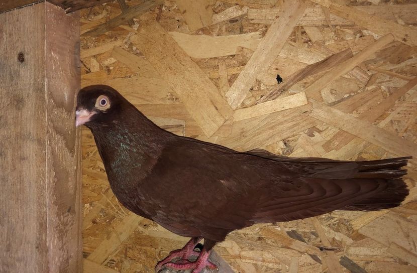 mascul  2018 - 0000001 prin voliere