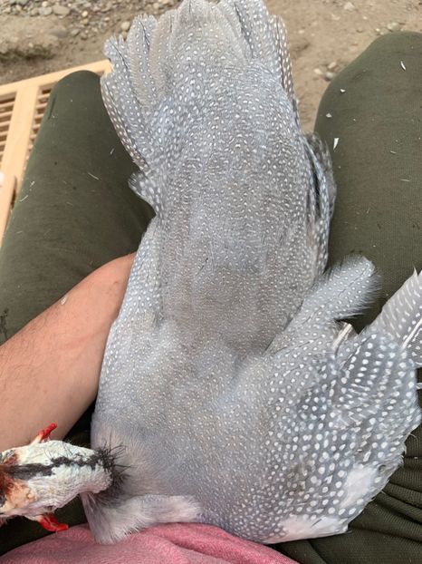 AE21FA98-D5C8-4A46-8455-D850BEF511FD - Bibilici