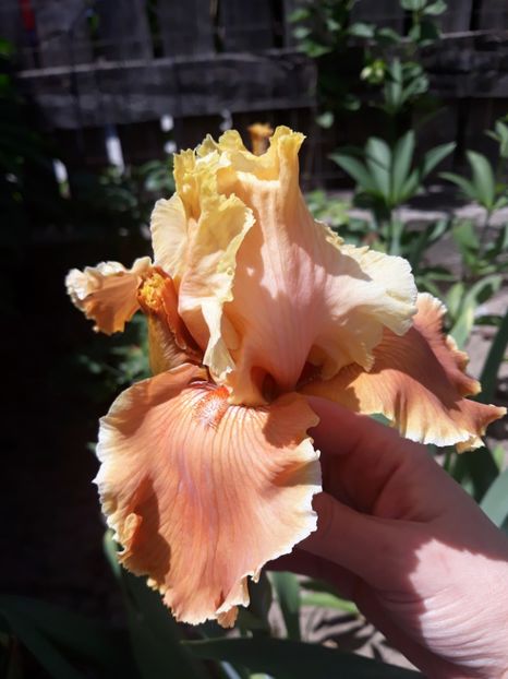 English Charm - Irisi 2020