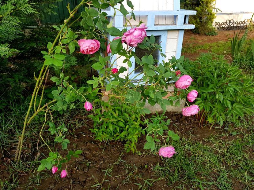  - 2020 Mai _Idilic Garden