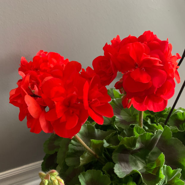  - Jurnalul gradinii 2020