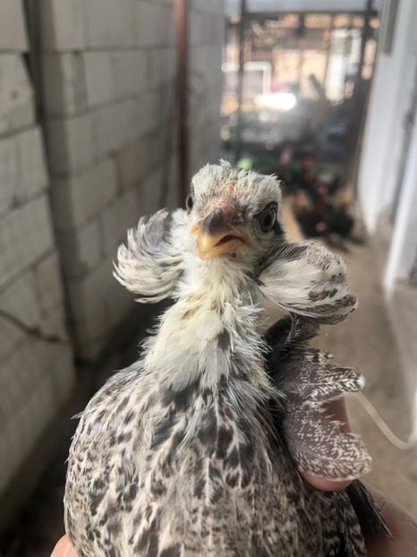 Araucana Argintiu Silberhalsig - 2020 Araucana Silberhalsig Argintiu