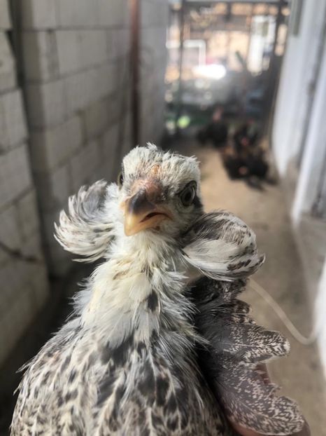 Araucana Argintiu Silberhalsig - 2020 Araucana Silberhalsig Argintiu