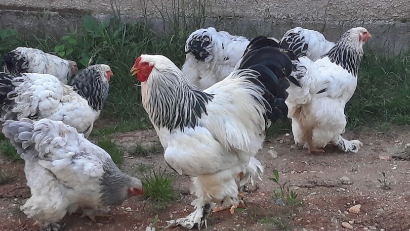  - Brahma herminat deschis 2020