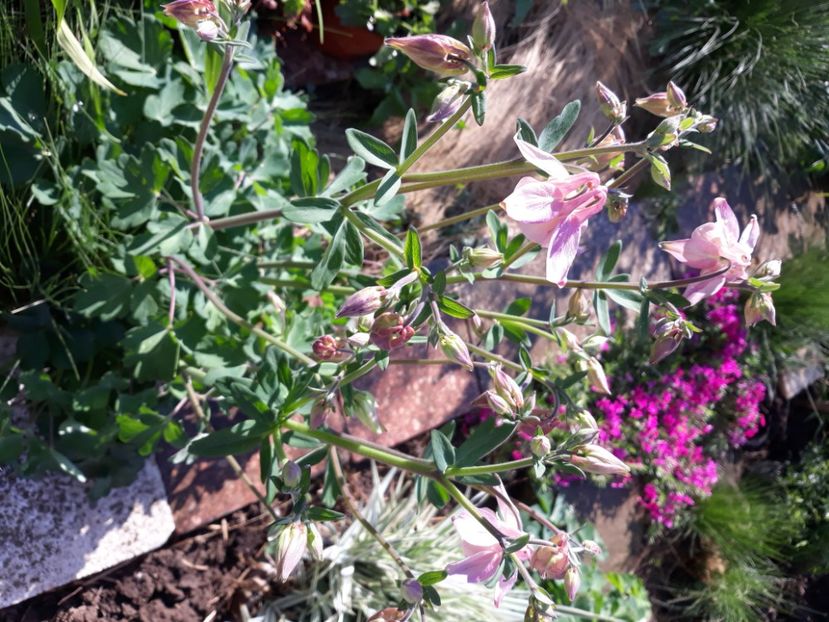  - Flori de grădină-2020