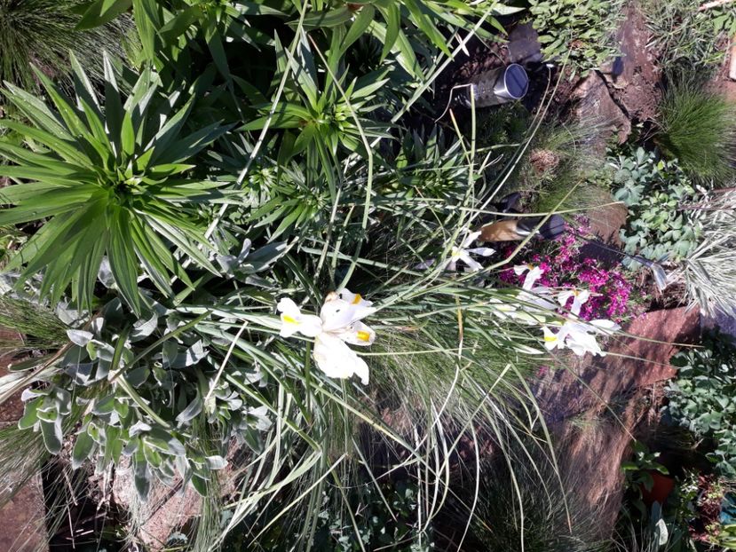  - Flori de grădină-2020