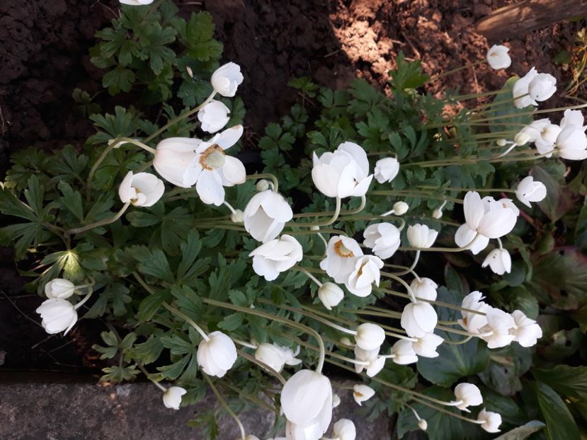  - Flori de grădină-2020