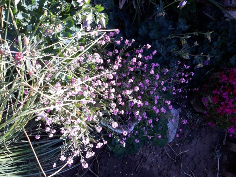  - Flori de grădină-2020