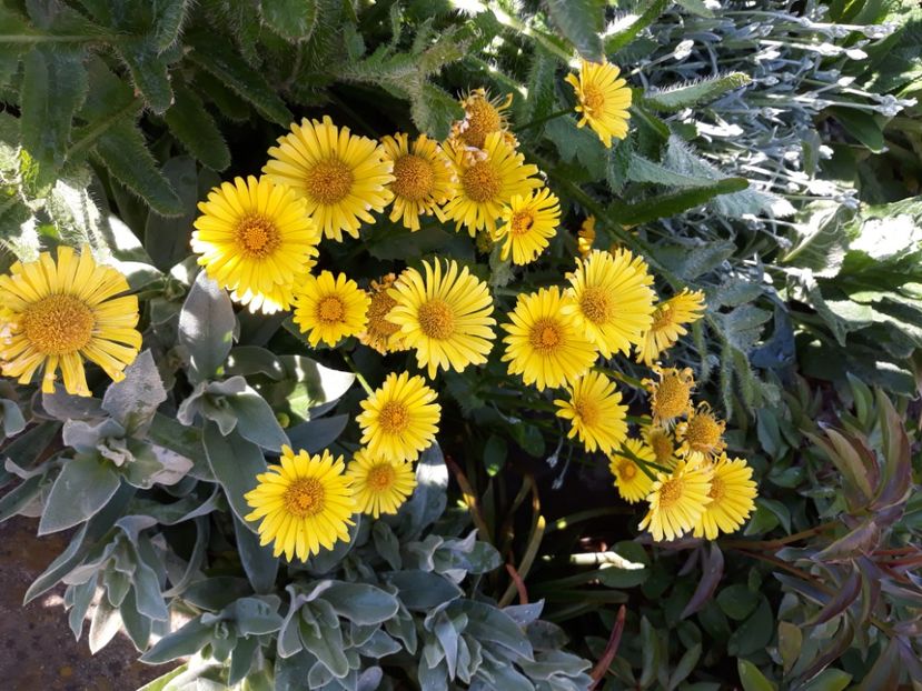  - Flori de grădină-2020