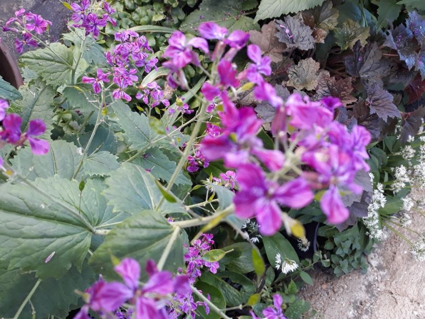  - Flori de grădină-2020