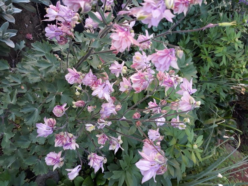  - Flori de grădină-2020