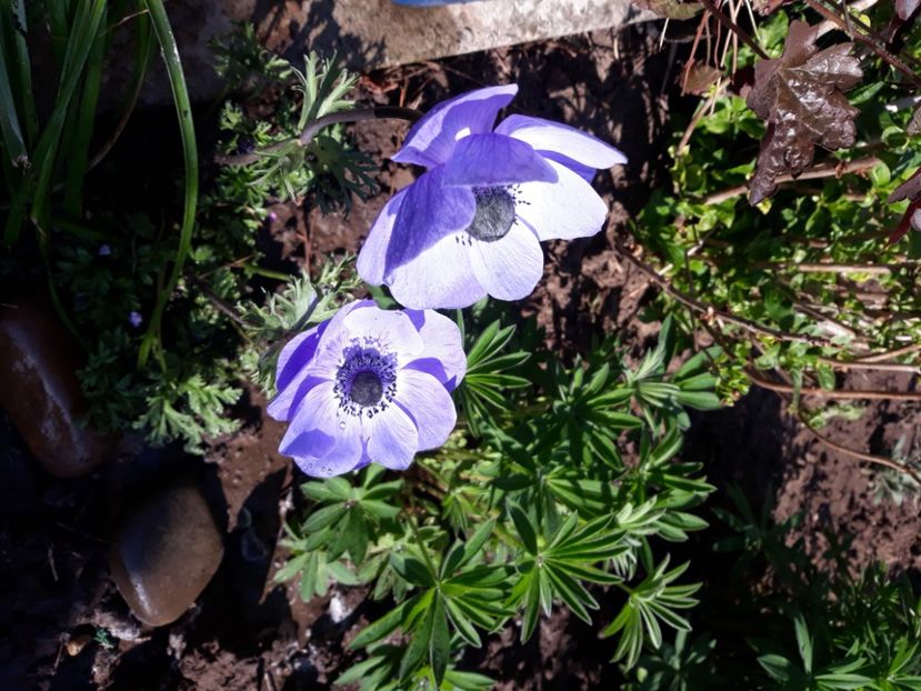  - Flori de grădină-2020