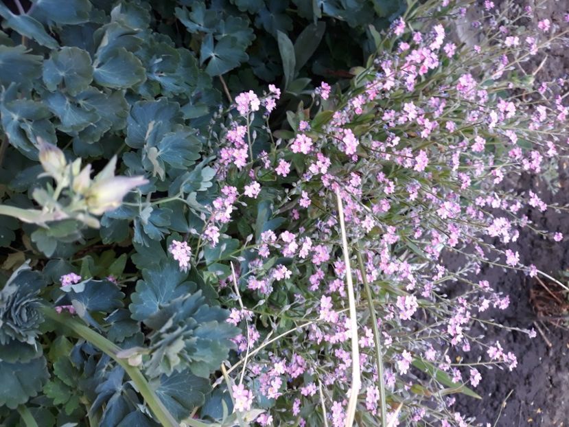  - Flori de grădină-2020