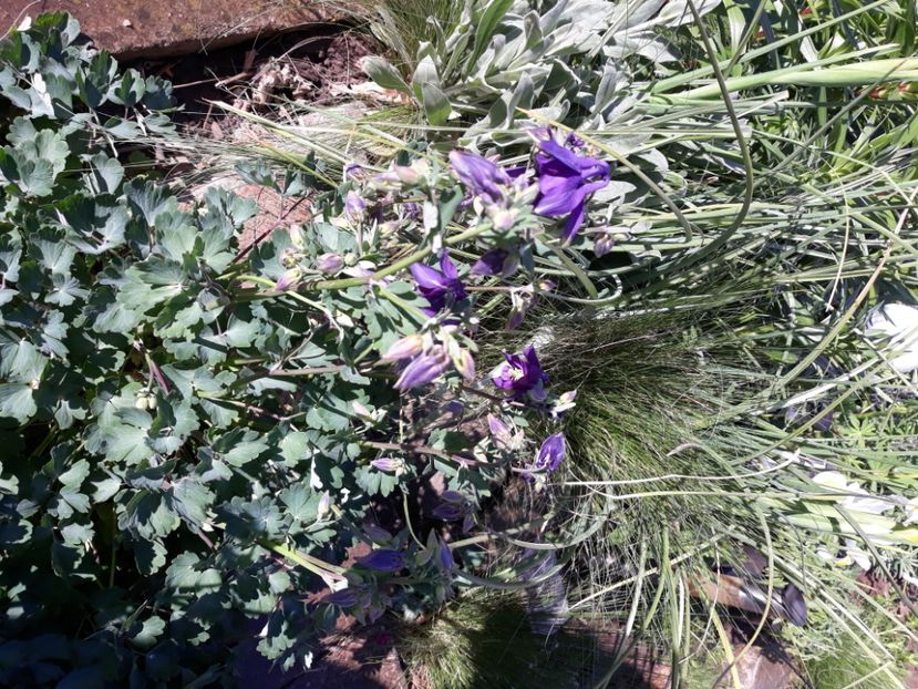  - Flori de grădină-2020