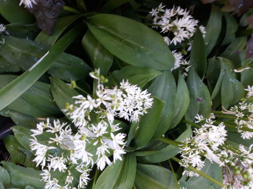  - Flori de grădină-2020