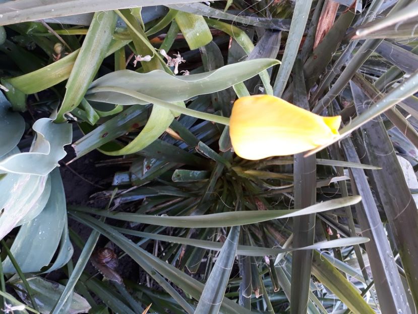  - Flori de grădină-2020