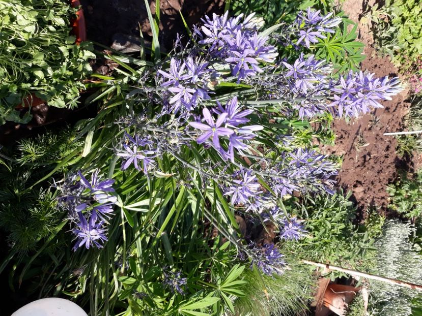  - Flori de grădină-2020