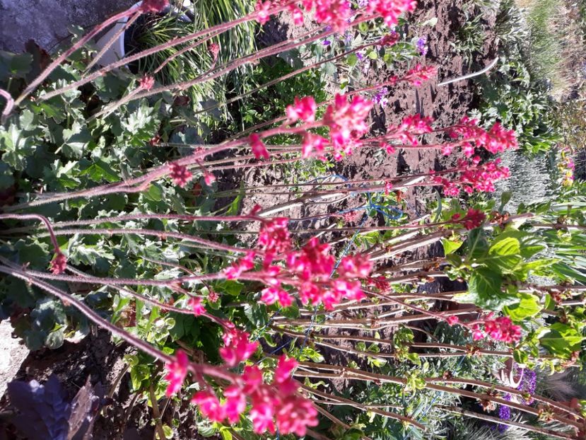  - Flori de grădină-2020