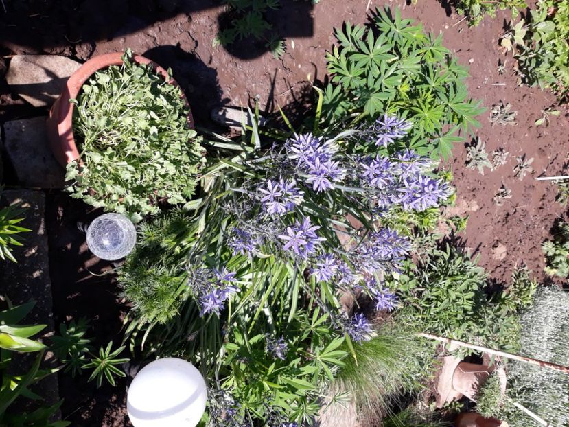  - Flori de grădină-2020