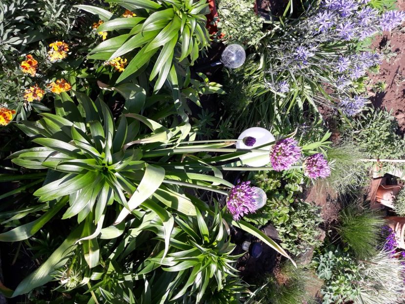  - Flori de grădină-2020