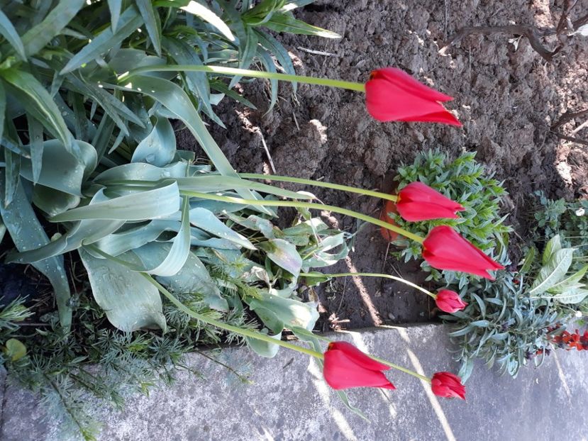  - Flori de grădină-2020