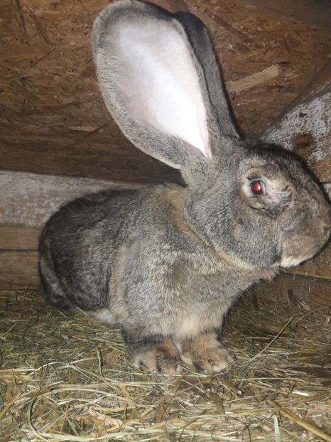  - 2020 mascul urias german gri de vanzare