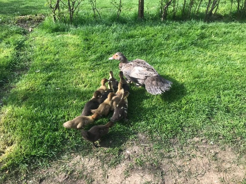 P2 - Tineret rate lesesti 2020