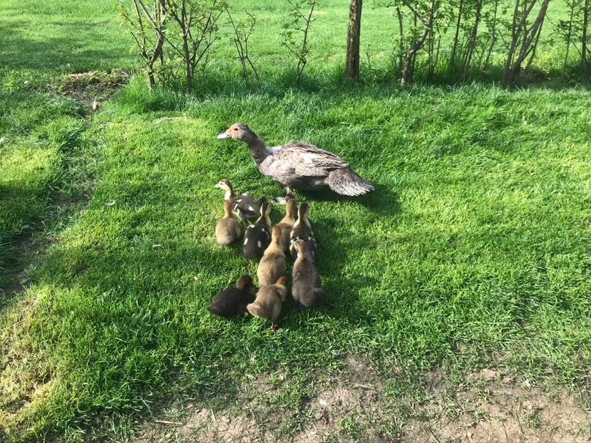 P2 - Tineret rate lesesti 2020