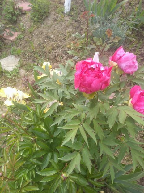  - Gradina mai 2020