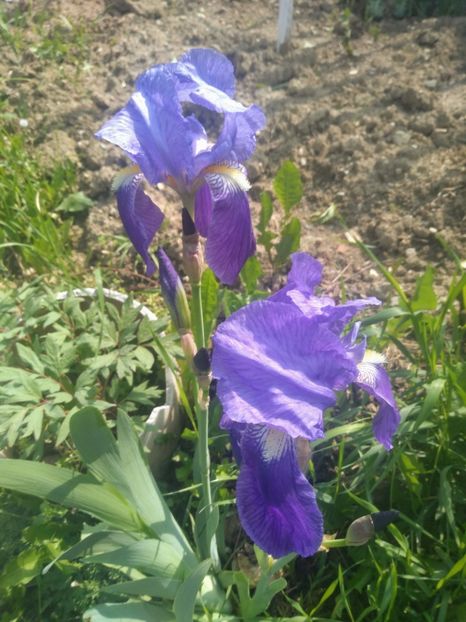  - Gradina mai 2020