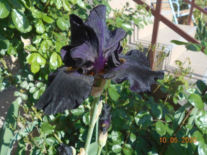 Old Black Magic - 1Irisi 2020
