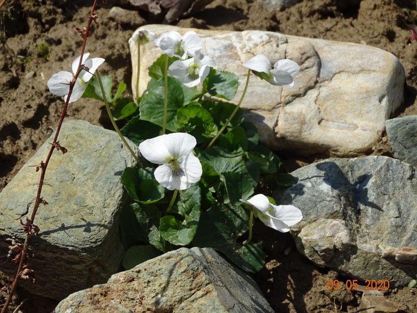 viola sororia Alba - Stancarie 2020 - inceputuri