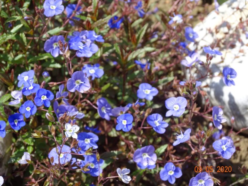 veronica Georgia Blue - Stancarie 2020 - inceputuri