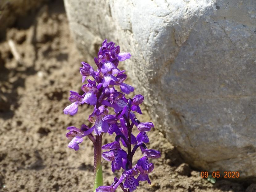 orchis morio - Stancarie 2020 - inceputuri