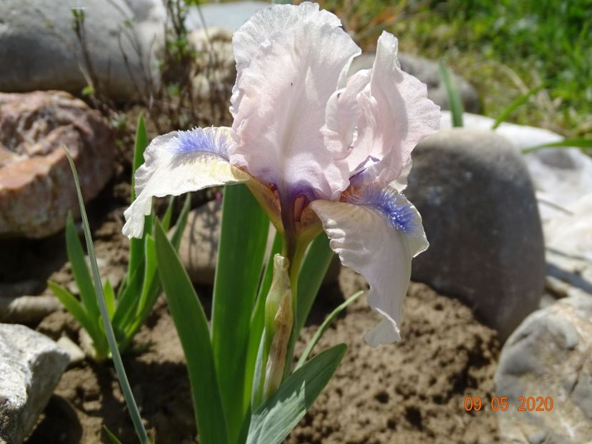 iris pumila Romy - Stancarie 2020 - inceputuri