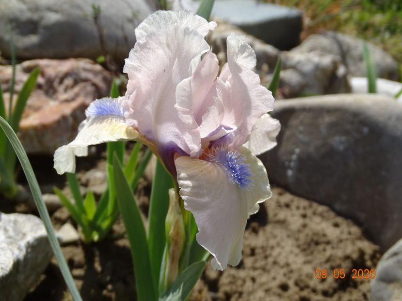 iris pumila Romy - Stancarie 2020 - inceputuri
