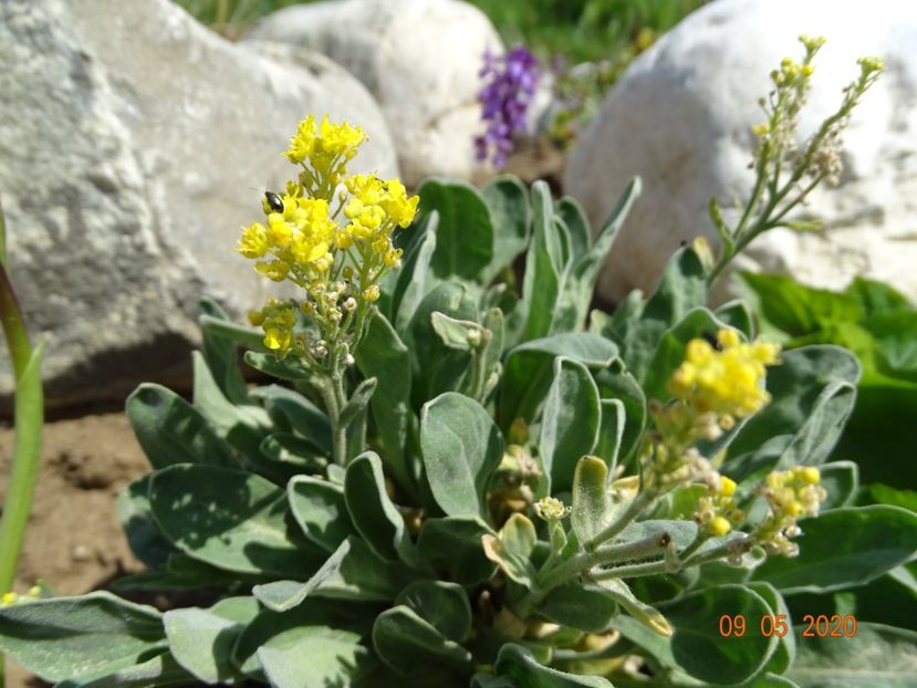 aurinia saxatilis - Stancarie 2020 - inceputuri