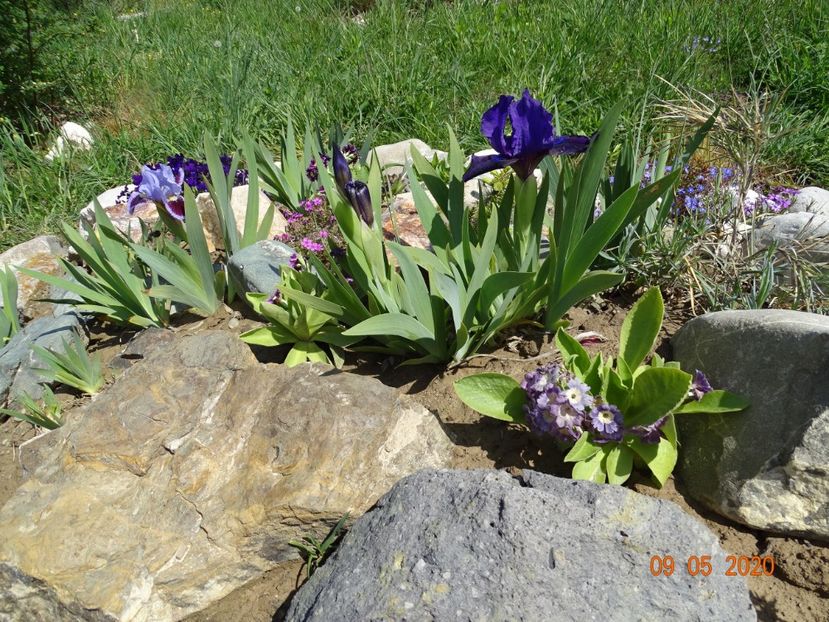  - Stancarie 2020 - inceputuri