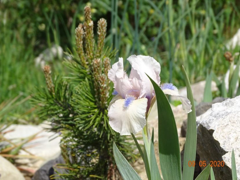 iris pumila Romy - Stancarie 2020 - inceputuri