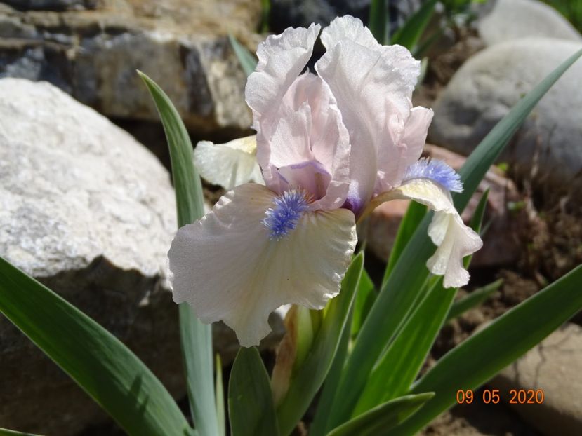 Romy - Irisi si bujori 2020