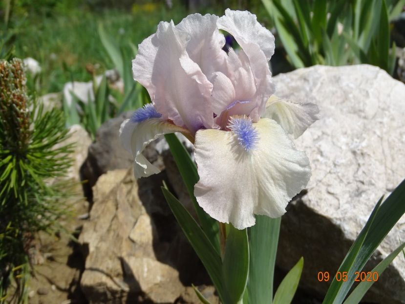 Romy - Irisi si bujori 2020