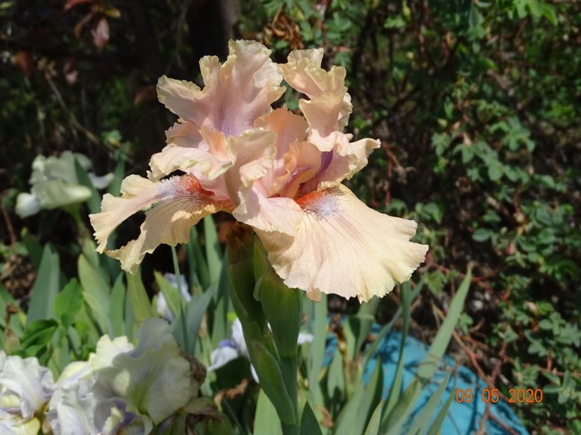 Country Dance - Irisi si bujori 2020